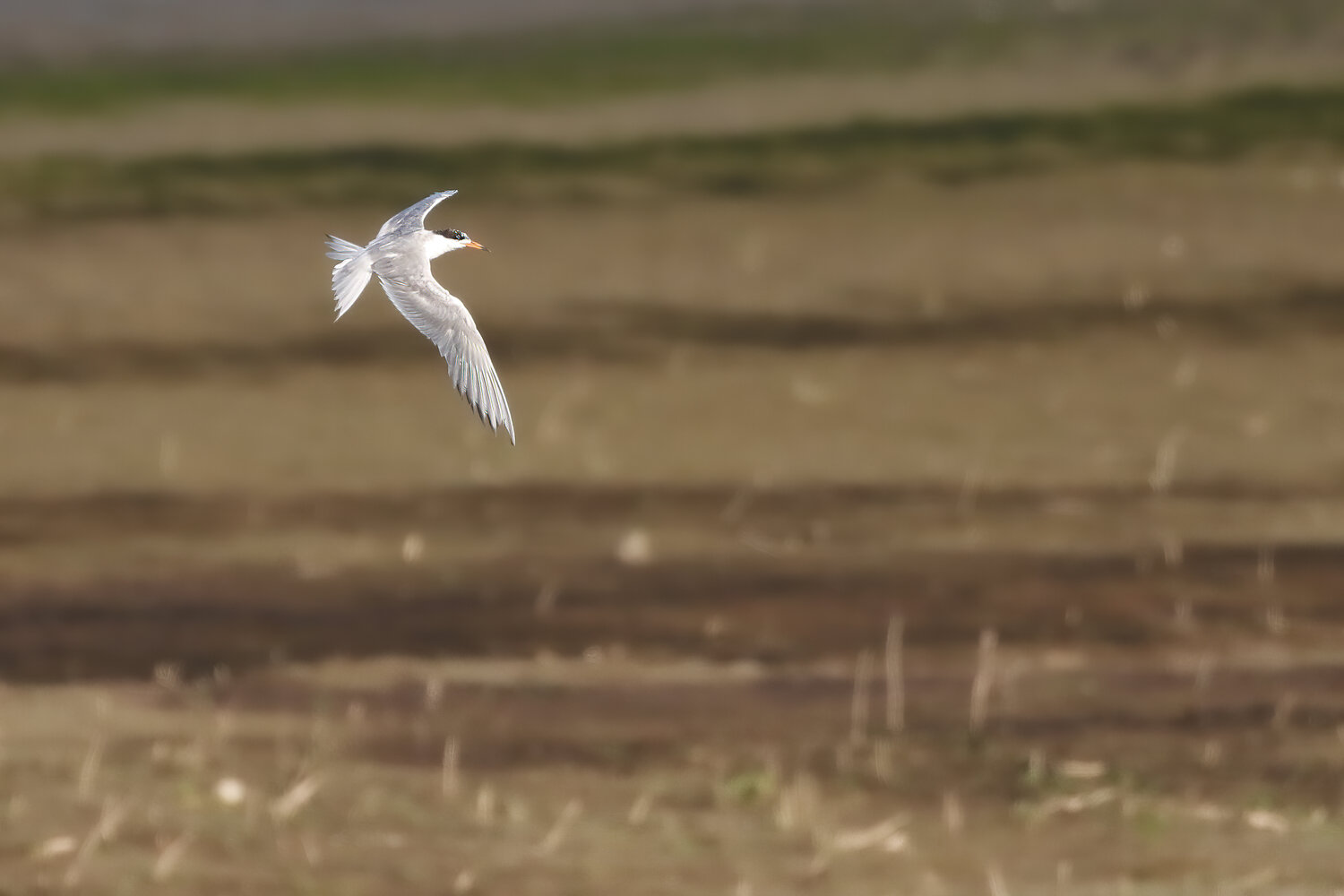 Forster's Tern can be found around the Eastern Washington Lakes.